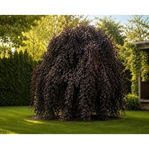Buk lesný (Fagus sylvatica) ´PURPUREA PENDULA´ - výška 40-50 cm, kont. C5L